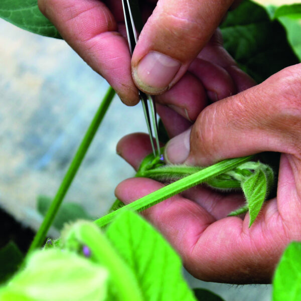 Hands with a tweezer plucking at a soy plant