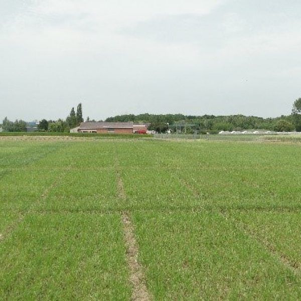 Trial plots for grass