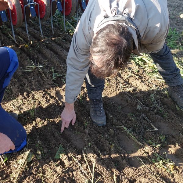 Two men inspect soil after non-inversion tillage is applied