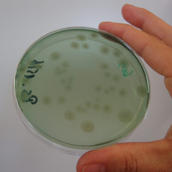 agar plate growing pseudomonas