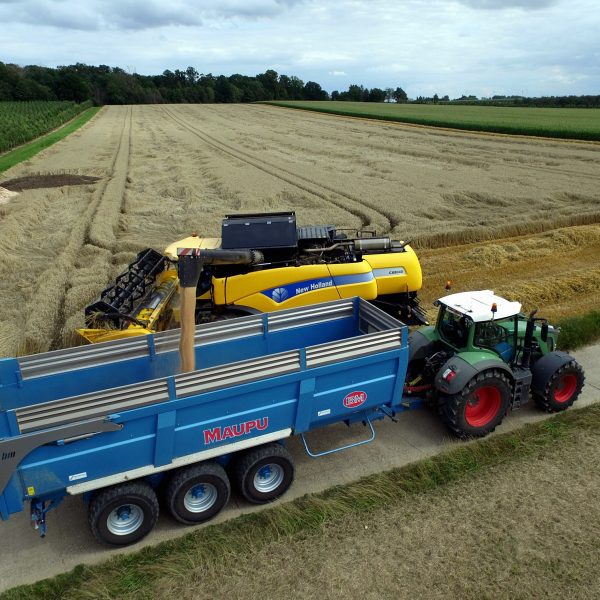 Grain harvest on the field