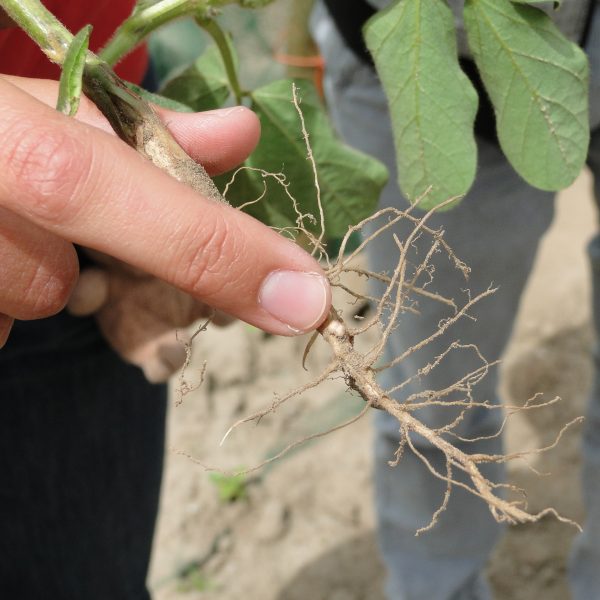 Een vinger wijst een stikstofknobbeltje aan op de wortel van een sojaplant