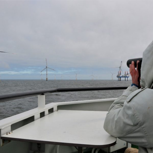 person looking for seabirds with wind turbines in the background INBO