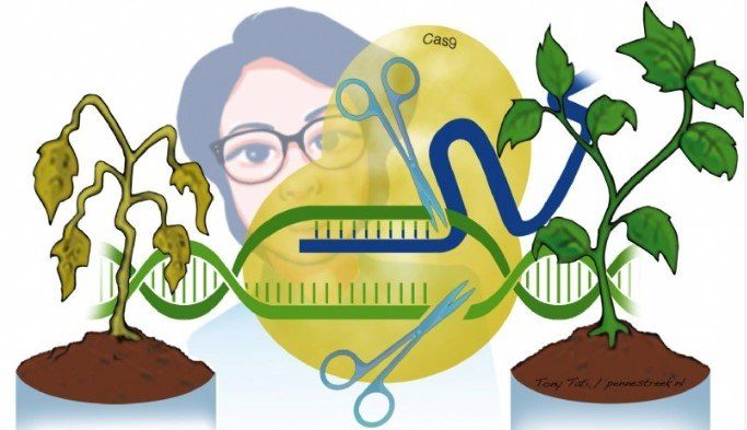 Illustratie van de CRISPR CAS technologie.