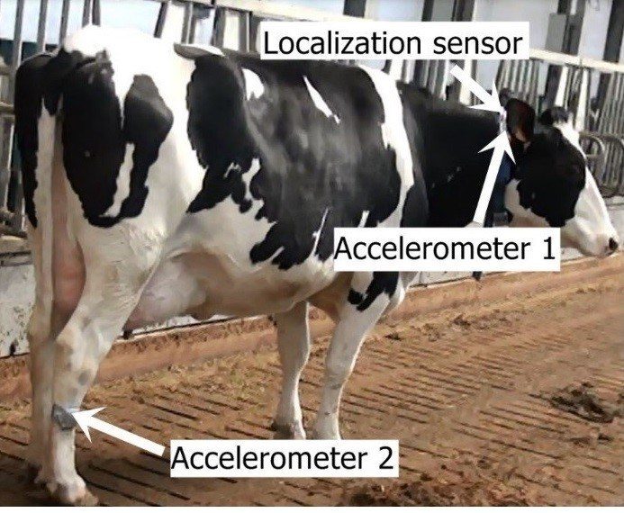 Koe in stal met 2 sensoren op hals (lokalisatiesensor en bewegingssensor) en één op de rechterachterpoot (bewegingssensor)