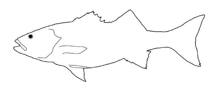 Line drawing of sea bass