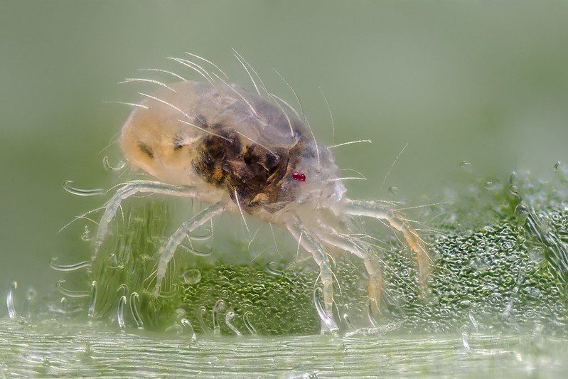 spider mite close up