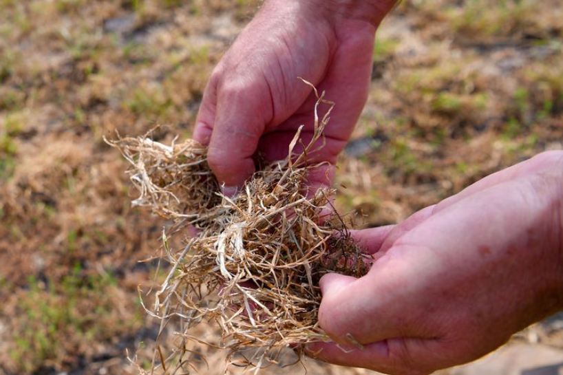 Hand showing plant roots in drought conditions