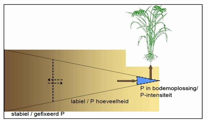 Schematische voorstelling van de verschillende fosforfracties in de bodem. Enkel de P uit de bodemoplossing is onmiddellijk opneembaar door de gewassen en wordt gevoed door de labiele P-voorraad en door slechts een fractie van de net toegepaste bemesting.