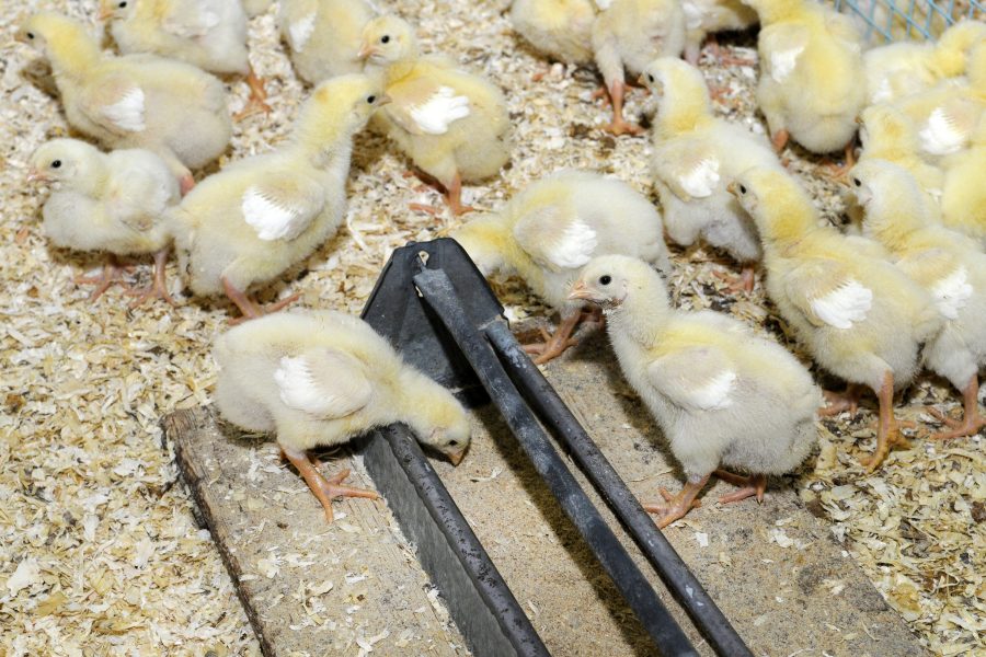 Een groep jonge, gele kuikens zitten op strooisel dichtbij de voederbak van een professionele pluimveestal