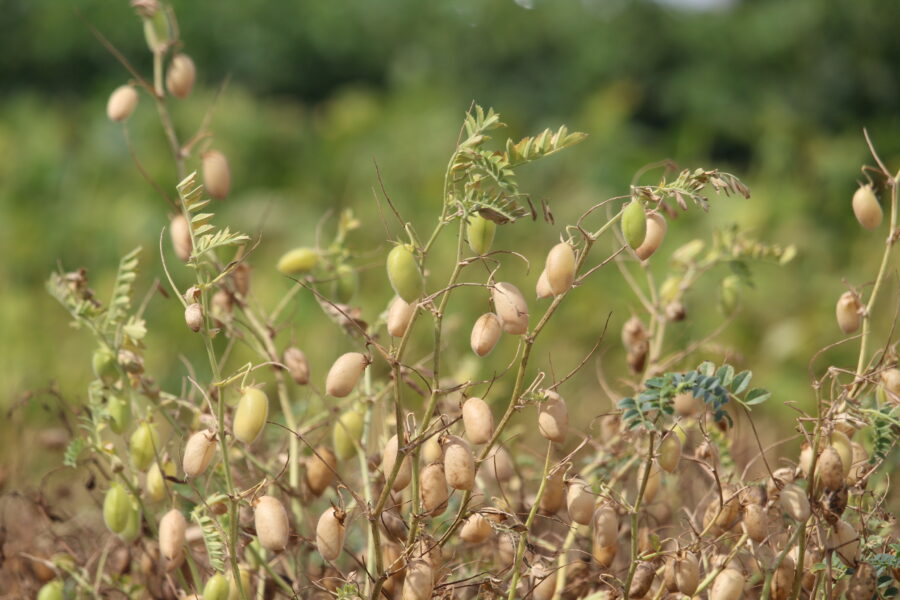Chickpeas ripening on the plant