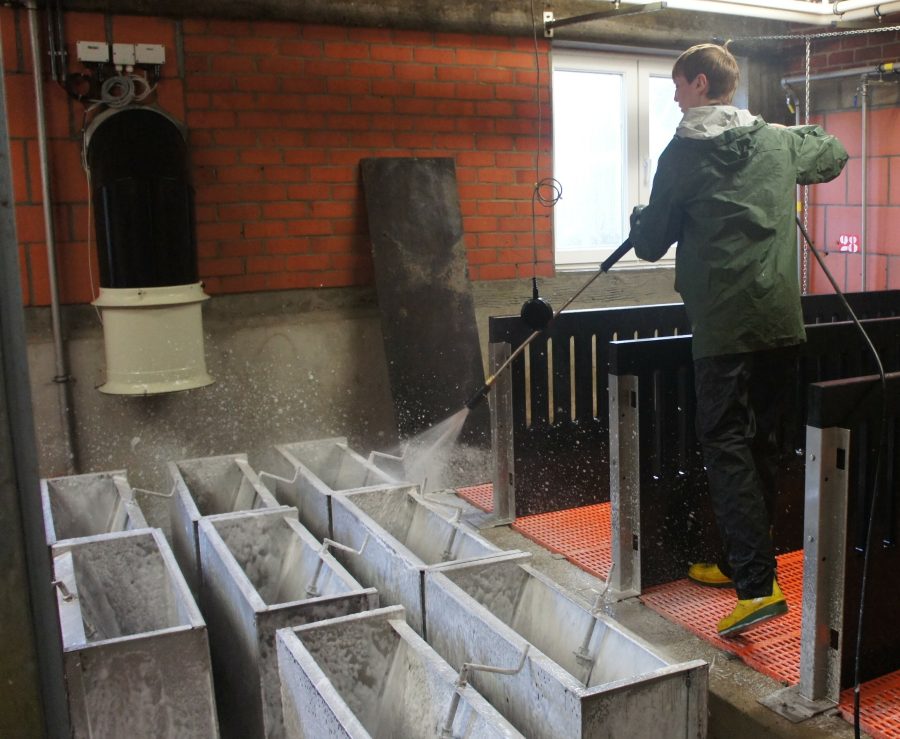 The use of disinfectants in the livestock shed