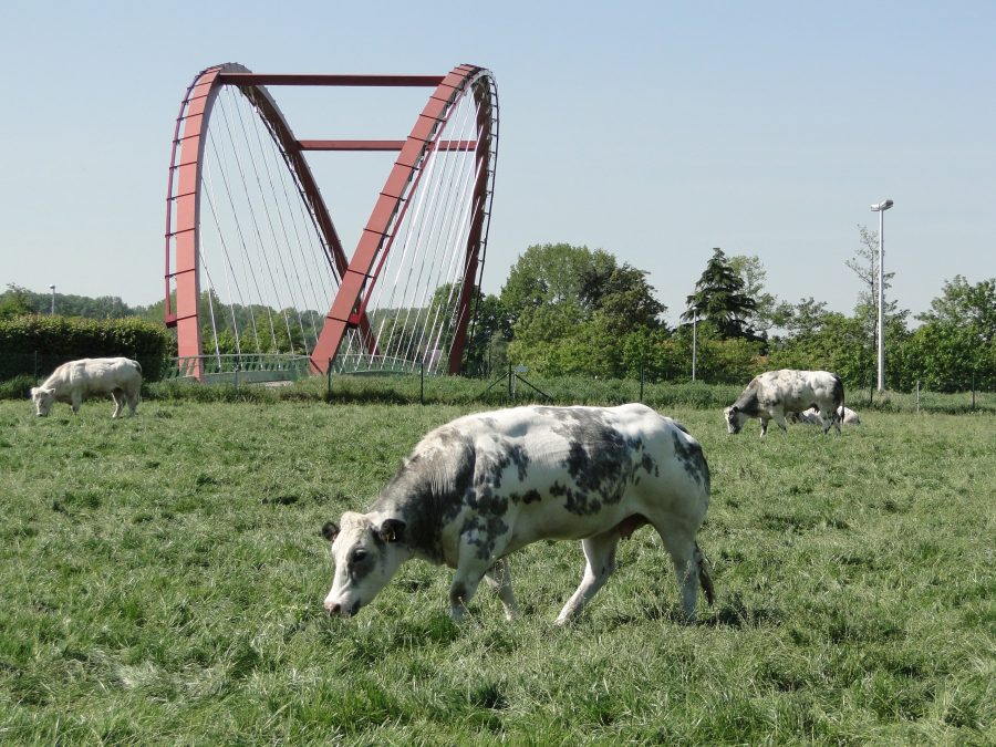 cow with bridge in background