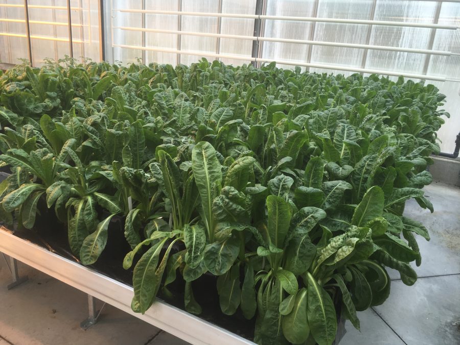 chicory growing in greenhouse