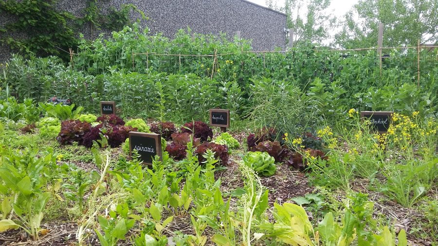 dakmoestuin met groenten en naamplaatjes per gewas