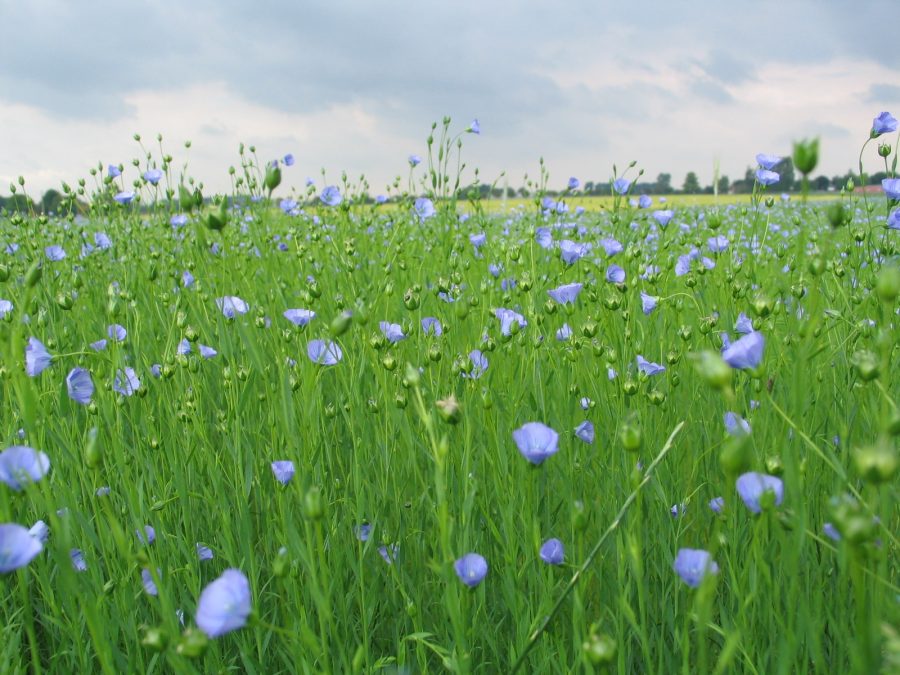Vlas in bloei (paarse bloemen)