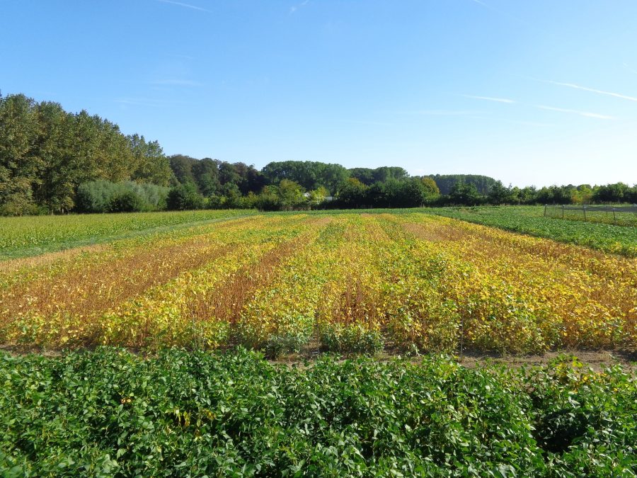 Akker met soja