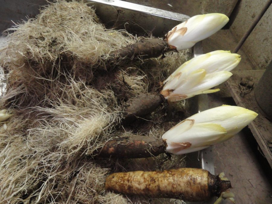 Witloof nog verbonden met de wortel