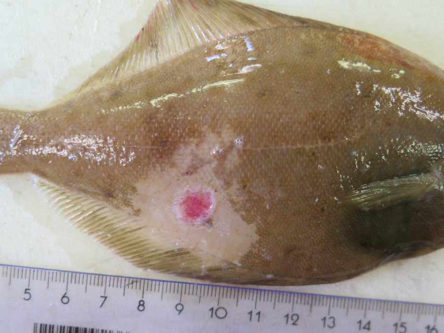 Een platvis (schar) van ongeveer 20 cm met een 1 cm grote huidzweer op een tafel naast een lat.