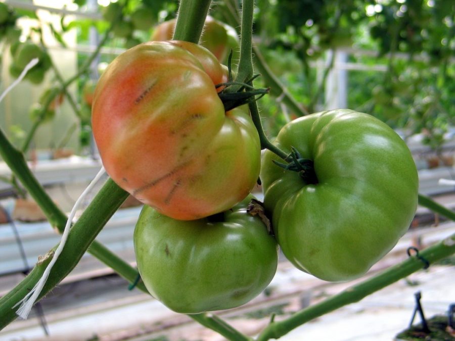 tomaten touw