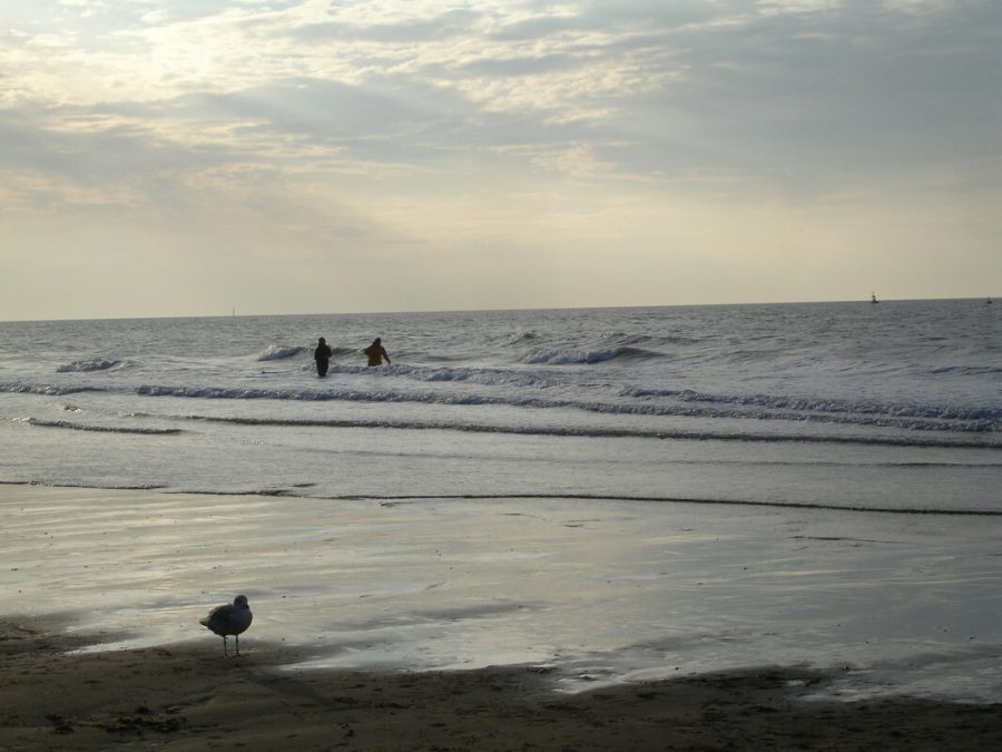 Een meeuw op het strand en 2 personen in de zee