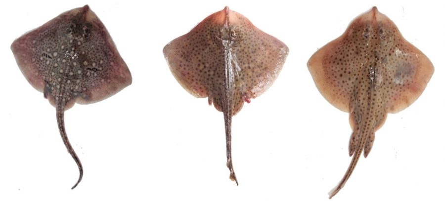 3 species of ray