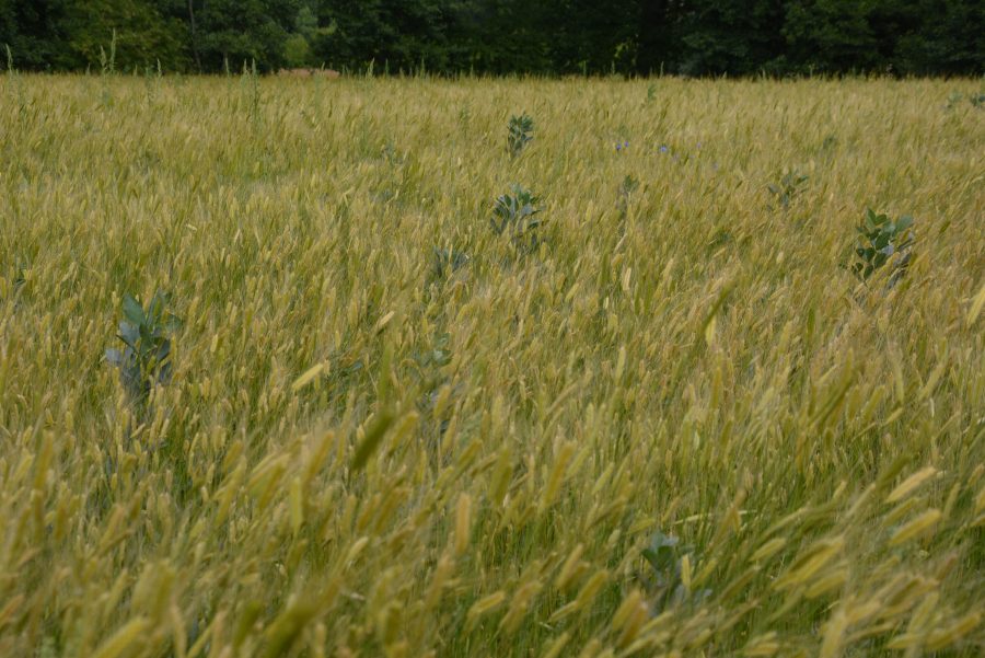 field bean between einkorn wheat