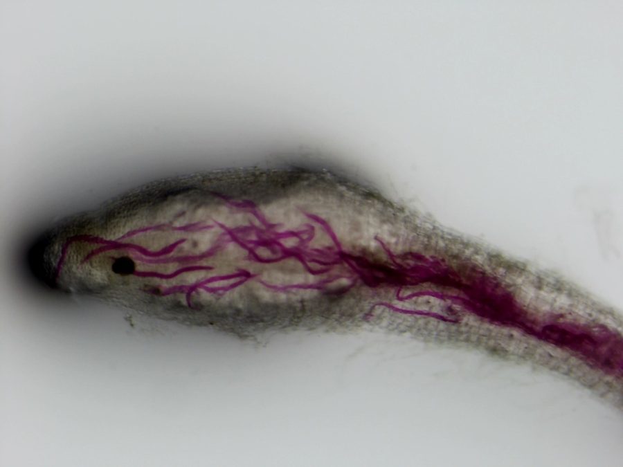 M enterolobii on potato roots