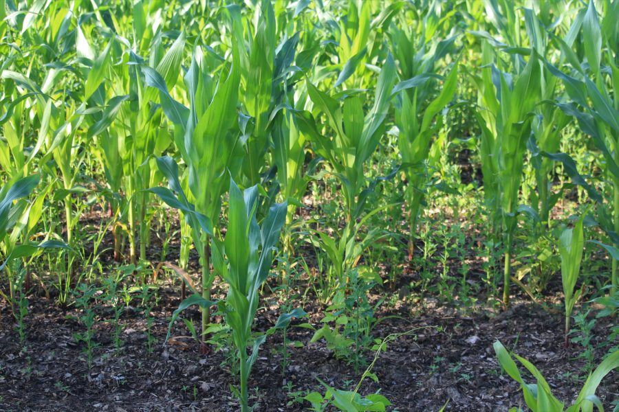 maize with mulch layer