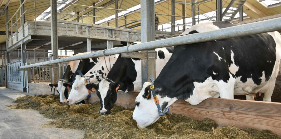 Vier Holsteinkoeien in de stal met voeder.