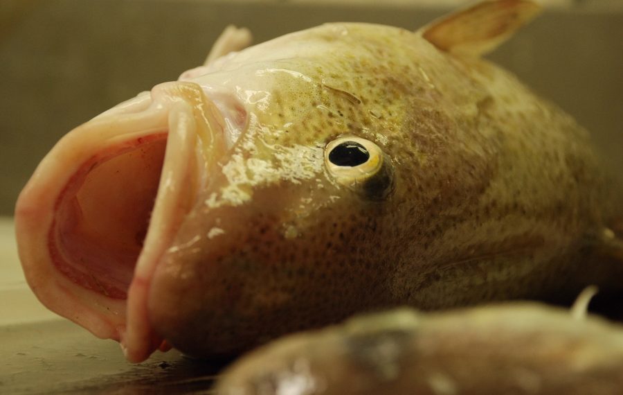 Freshly caught cod with mouth open