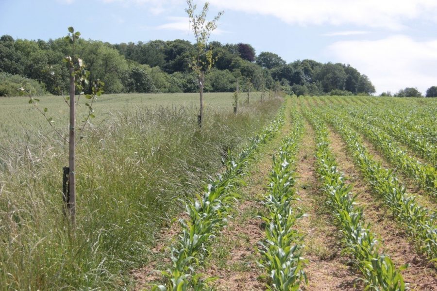 Grasstrook met jonge bomen naast akker