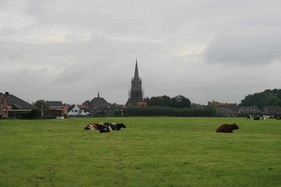 Grasland met koeien en een kerktoren op de achtergrond