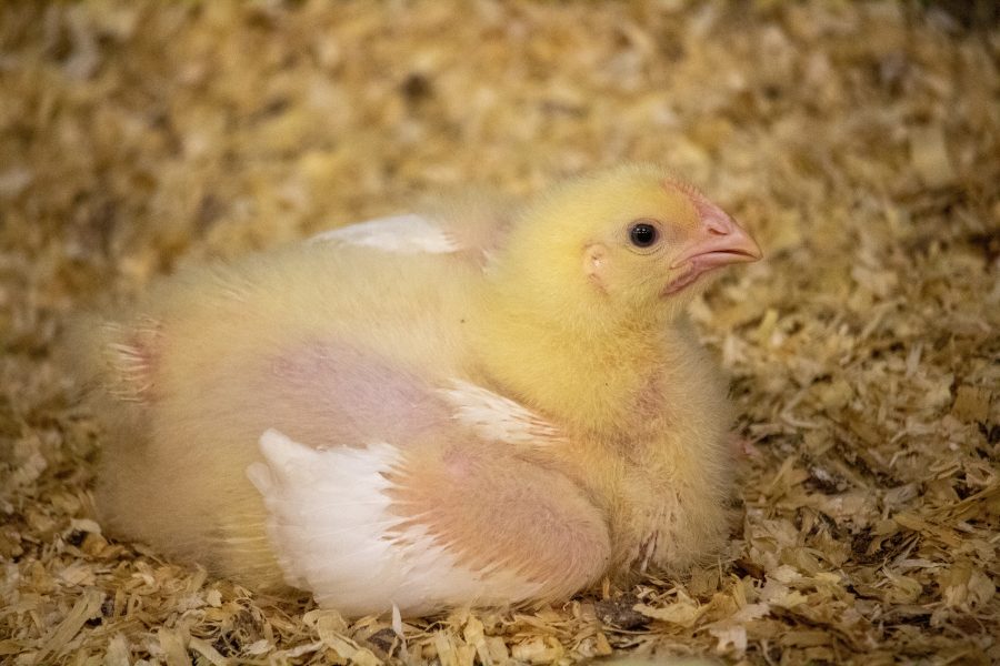 Young chicken