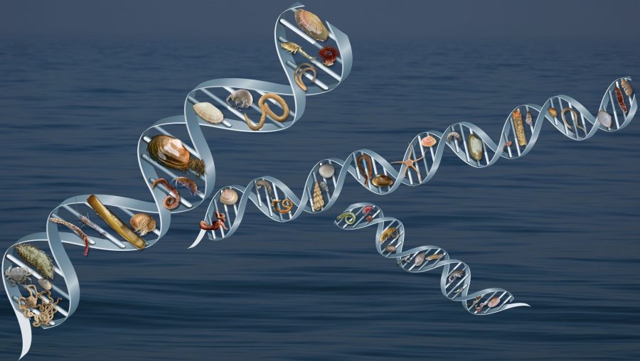 Grafische tekening van DNA-strengen met verschillende zee-organismen