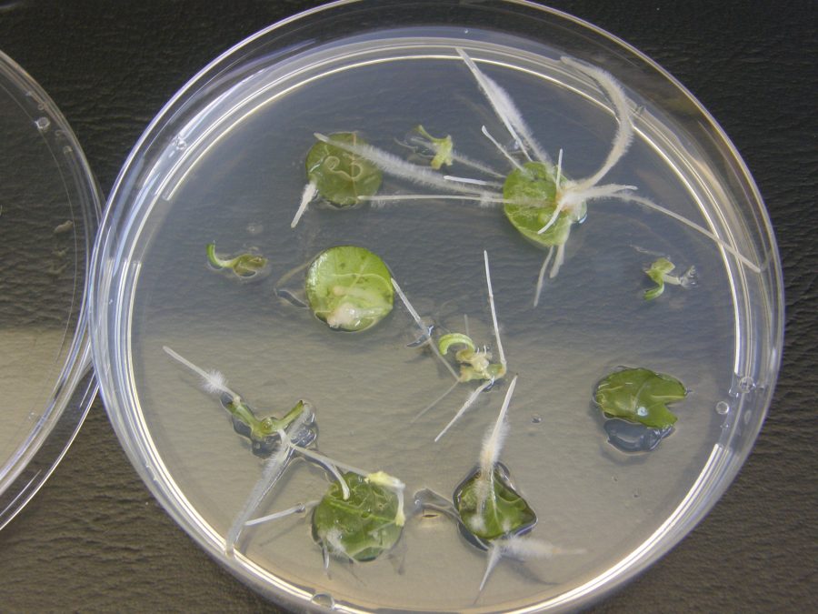 Petrischaal met bladweefsel