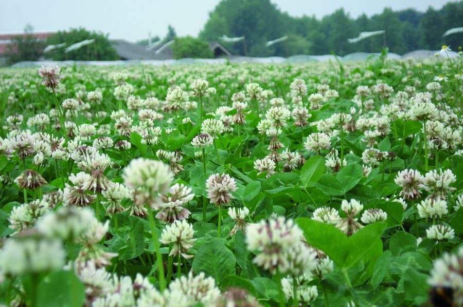 white clover field