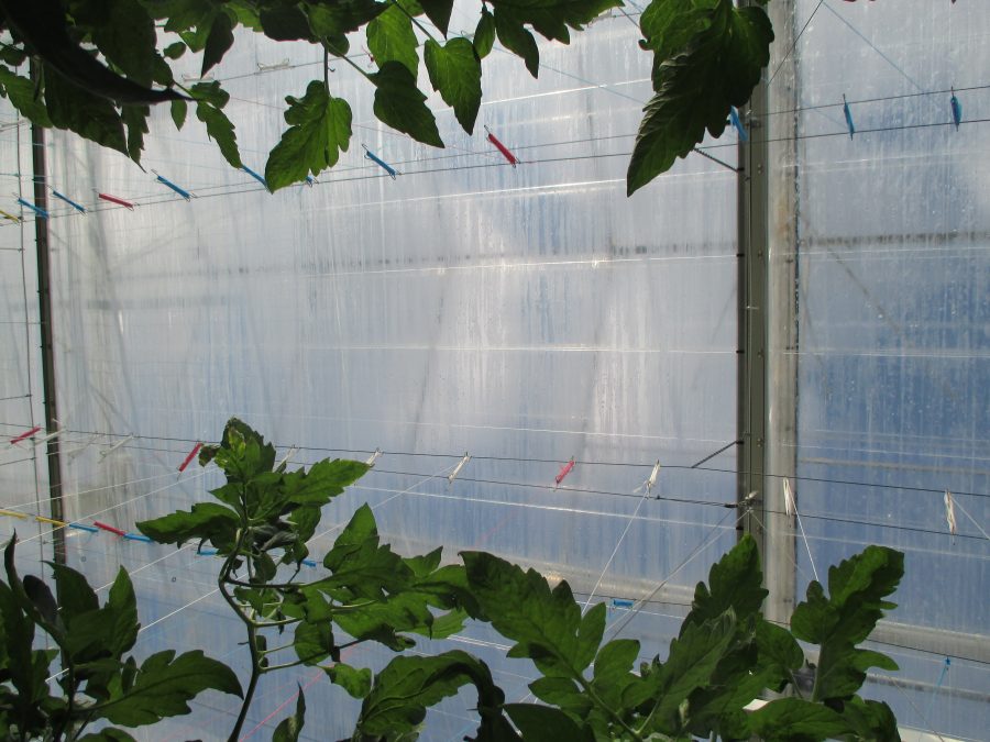 plastic film over greenhouse wall