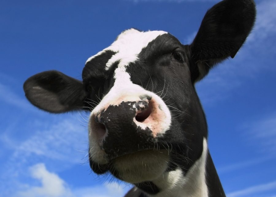 Close-up van een koe