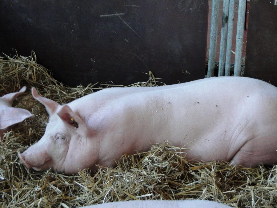 adult pig lying in straw