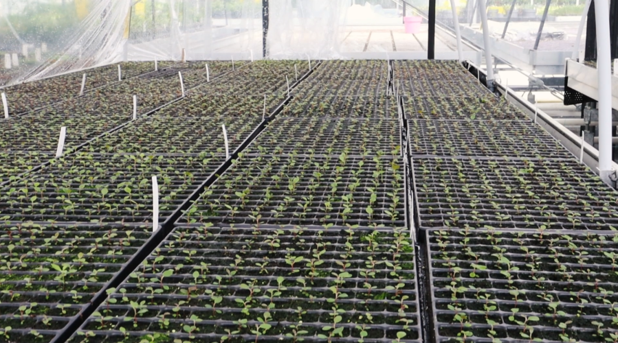 rododendron zaailingen