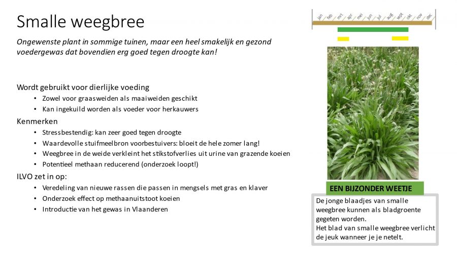 Smalle Weegbree infobord in demotuin Festilvo