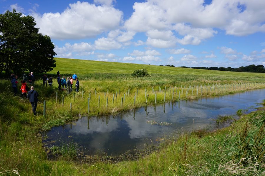 pond in a meadow