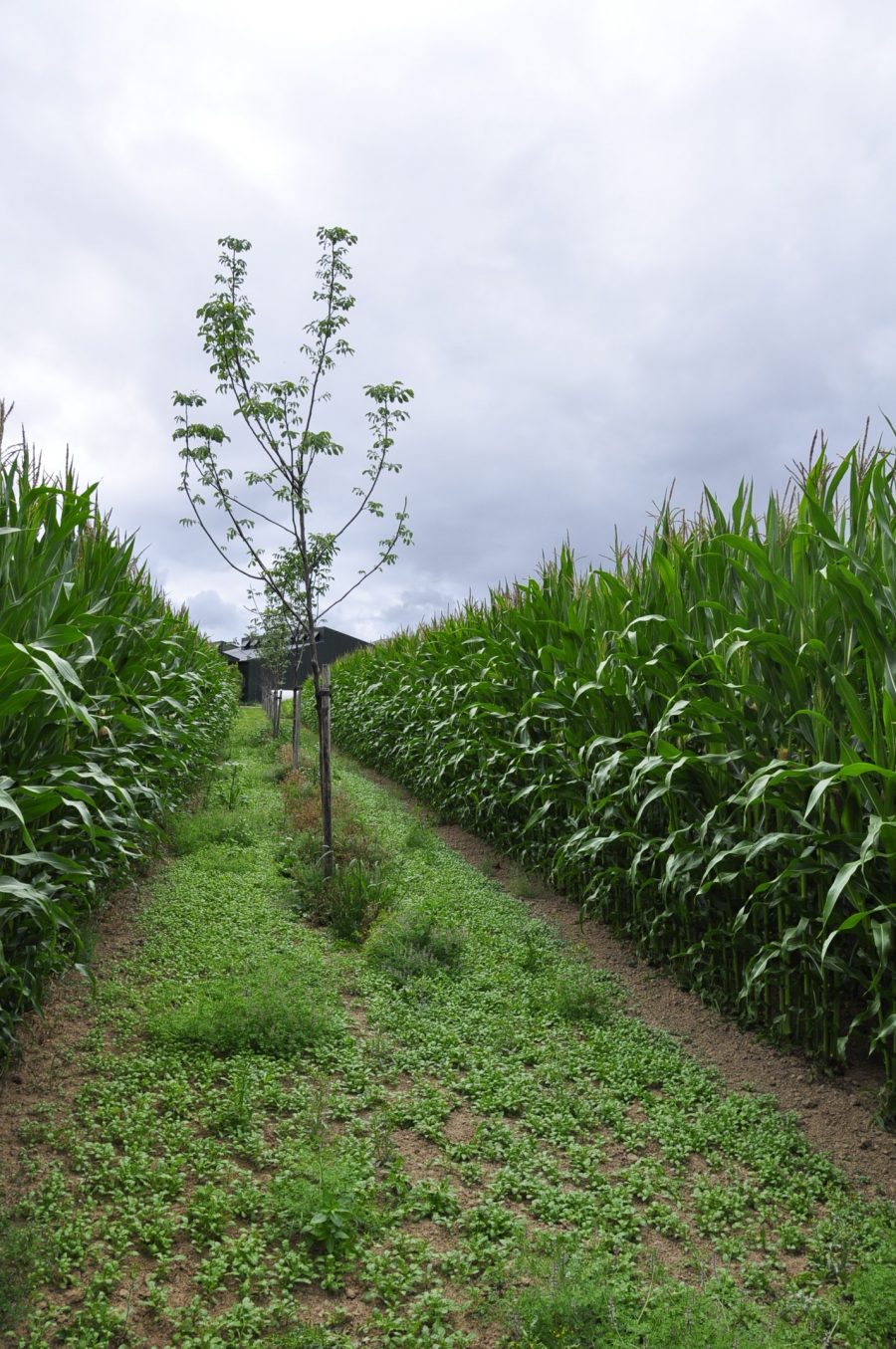 tree row in the middle of a maize field