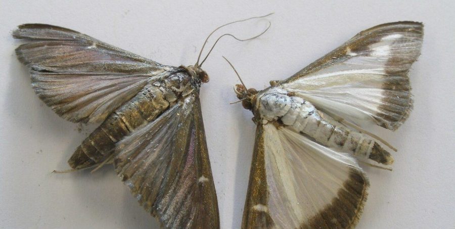 Brown and white variants of the box moth