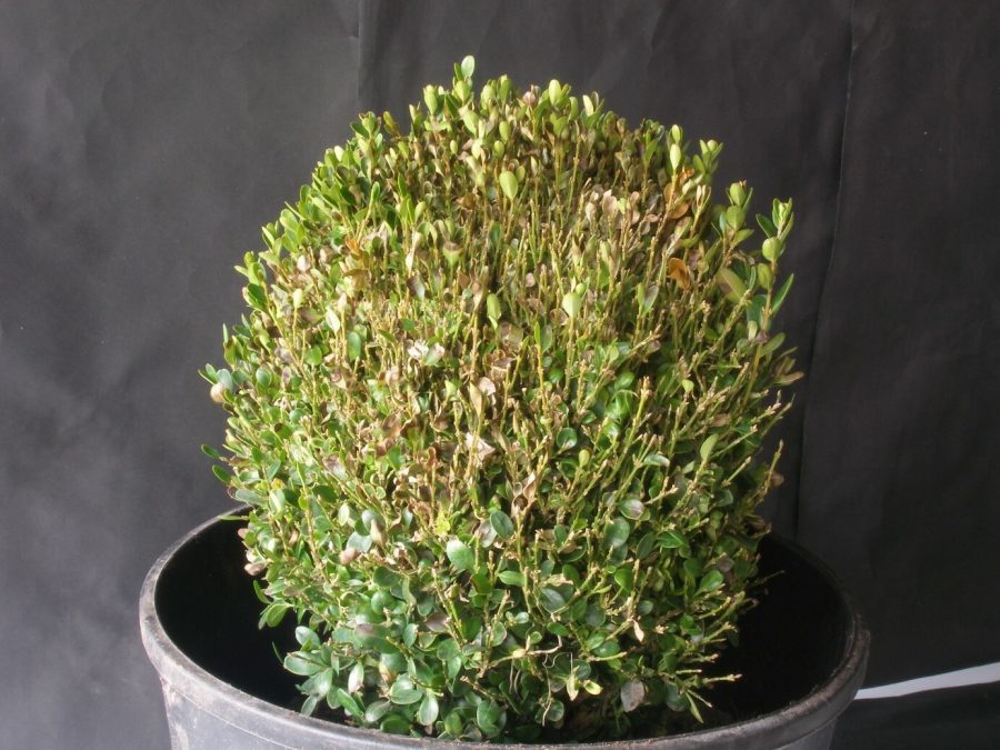 Een licht aangetaste kleine buxusplant staat in een donkere pot tegen een donkere gevel.