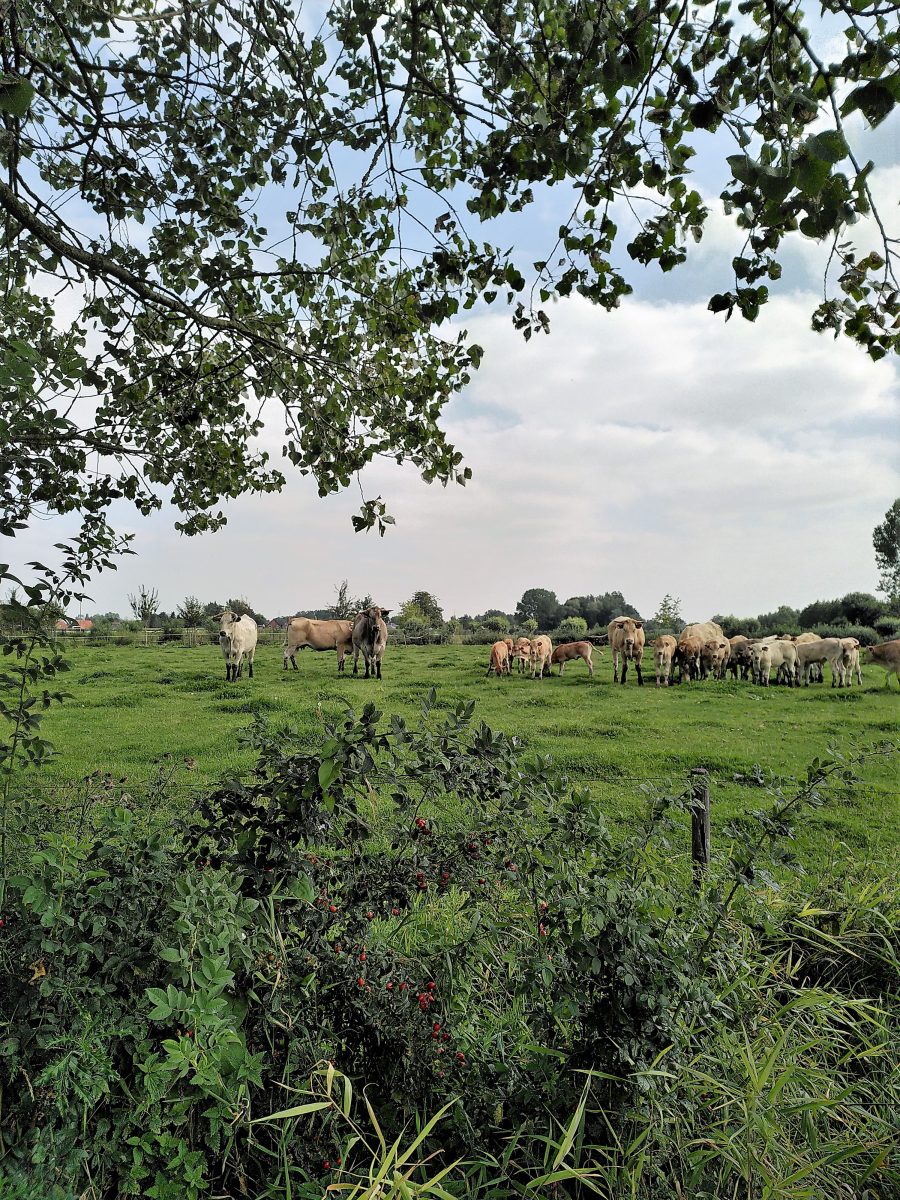 trees and bushes with cows in background