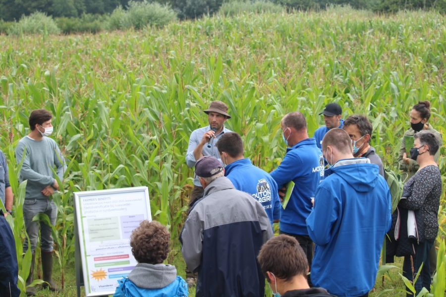 Mixed crop of silage maize and climbing bean at PPAE Hansbeke