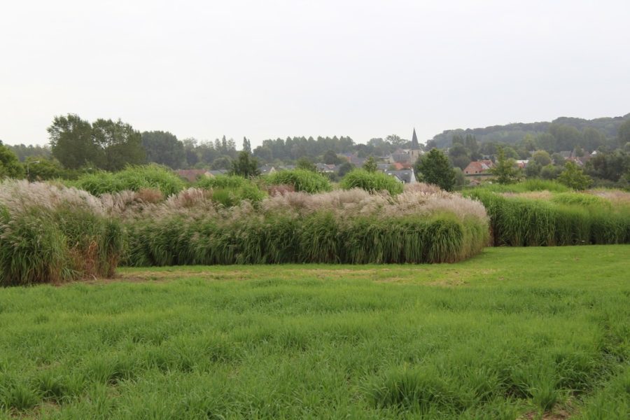 miscanthus groen 2