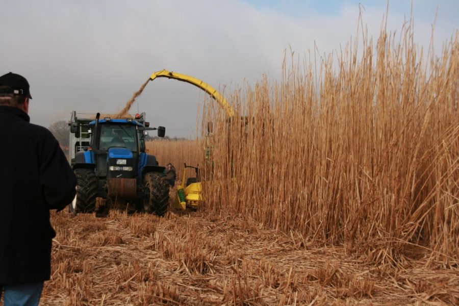 miscanthus oogst